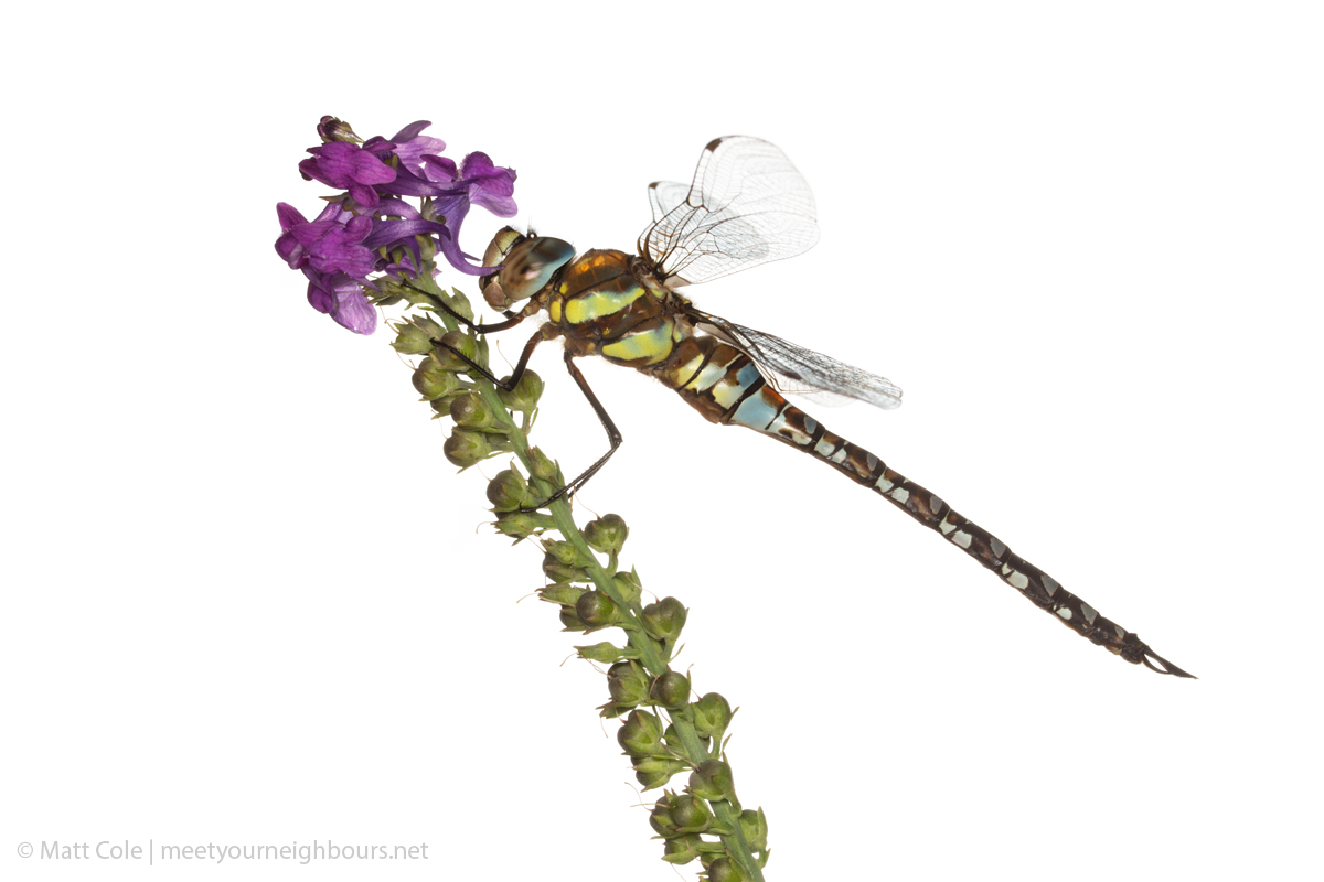 MYN Migrant Hawker male